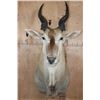 Image 1 : Big ELAND Shoulder Mount