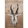 Image 2 : Big ELAND Shoulder Mount