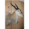 Image 3 : Big ELAND Shoulder Mount