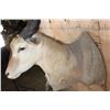 Image 5 : Big ELAND Shoulder Mount