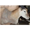 Image 6 : Big ELAND Shoulder Mount
