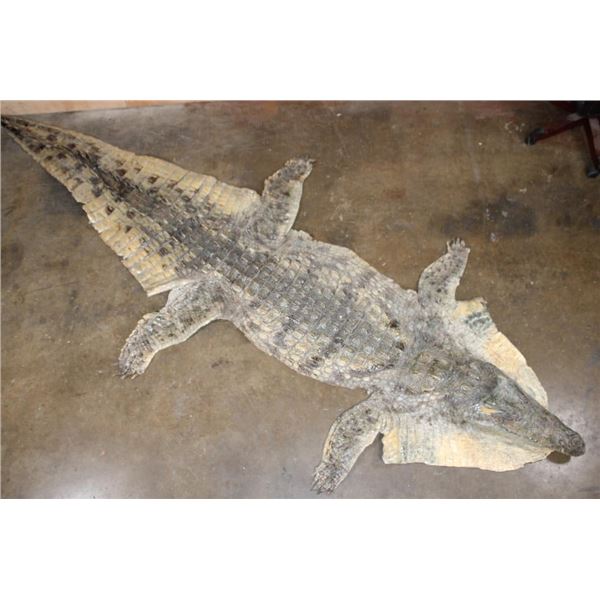 XXL CROCODILE Hide or CROCODILE Rug with its Mounted Head