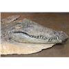 Image 3 : XXL CROCODILE Hide or CROCODILE Rug with its Mounted Head