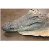 Image 4 : XXL CROCODILE Hide or CROCODILE Rug with its Mounted Head