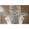 Image 5 : XXL CROCODILE Hide or CROCODILE Rug with its Mounted Head