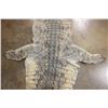 Image 7 : XXL CROCODILE Hide or CROCODILE Rug with its Mounted Head