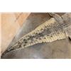 Image 8 : XXL CROCODILE Hide or CROCODILE Rug with its Mounted Head