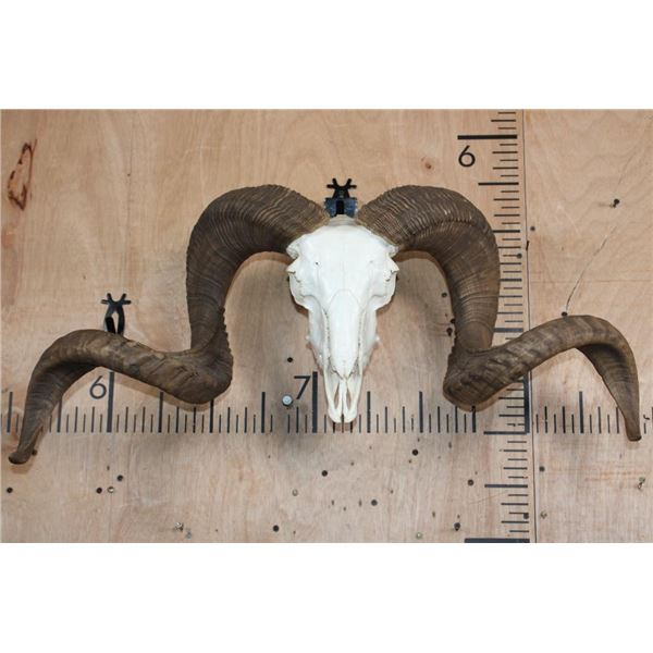 Huge CORSICAN RAM Sheep Skull on a Custom Metal Hanger