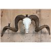 Image 1 : Huge CORSICAN RAM Sheep Skull on a Custom Metal Hanger