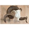 Image 2 : Huge CORSICAN RAM Sheep Skull on a Custom Metal Hanger