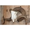 Image 3 : Huge CORSICAN RAM Sheep Skull on a Custom Metal Hanger