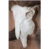 Image 4 : Huge CORSICAN RAM Sheep Skull on a Custom Metal Hanger