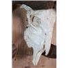 Image 5 : Huge CORSICAN RAM Sheep Skull on a Custom Metal Hanger