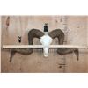 Image 7 : Huge CORSICAN RAM Sheep Skull on a Custom Metal Hanger