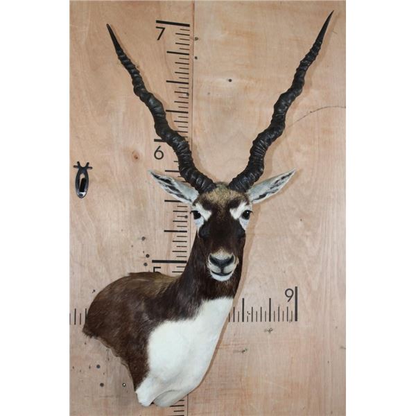 XXL BLACKBUCK Wall Pedestal Mount