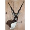 Image 1 : XXL BLACKBUCK Wall Pedestal Mount