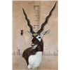 Image 2 : XXL BLACKBUCK Wall Pedestal Mount