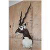 Image 3 : XXL BLACKBUCK Wall Pedestal Mount