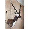 Image 4 : XXL BLACKBUCK Wall Pedestal Mount