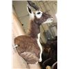 Image 5 : XXL BLACKBUCK Wall Pedestal Mount