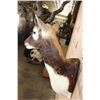 Image 6 : XXL BLACKBUCK Wall Pedestal Mount