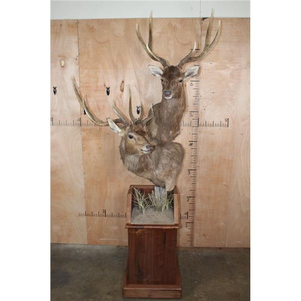 Big Double MANCHURIAN SIKA DEER Pedestal Mount with Wheels