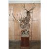 Image 1 : Big Double MANCHURIAN SIKA DEER Pedestal Mount with Wheels