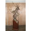 Image 3 : Big Double MANCHURIAN SIKA DEER Pedestal Mount with Wheels