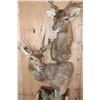 Image 4 : Big Double MANCHURIAN SIKA DEER Pedestal Mount with Wheels