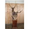 Image 6 : Big Double MANCHURIAN SIKA DEER Pedestal Mount with Wheels