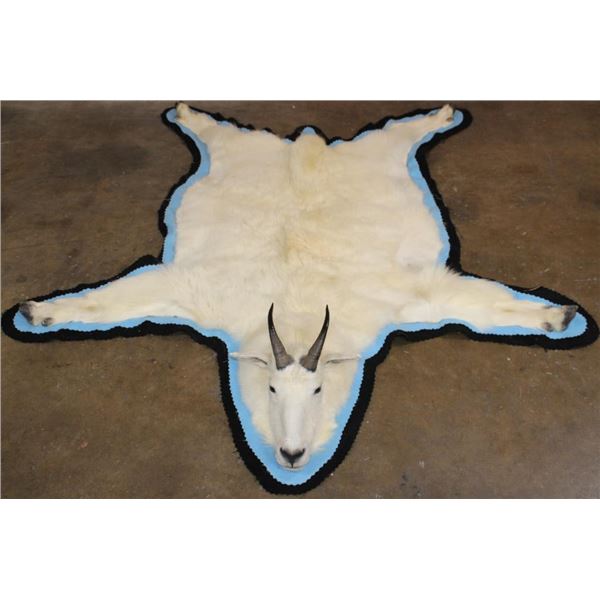 Big MOUNTAIN GOAT Rug with its Mounted Head and a Double Felt Backing