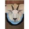 Image 2 : Big MOUNTAIN GOAT Rug with its Mounted Head and a Double Felt Backing