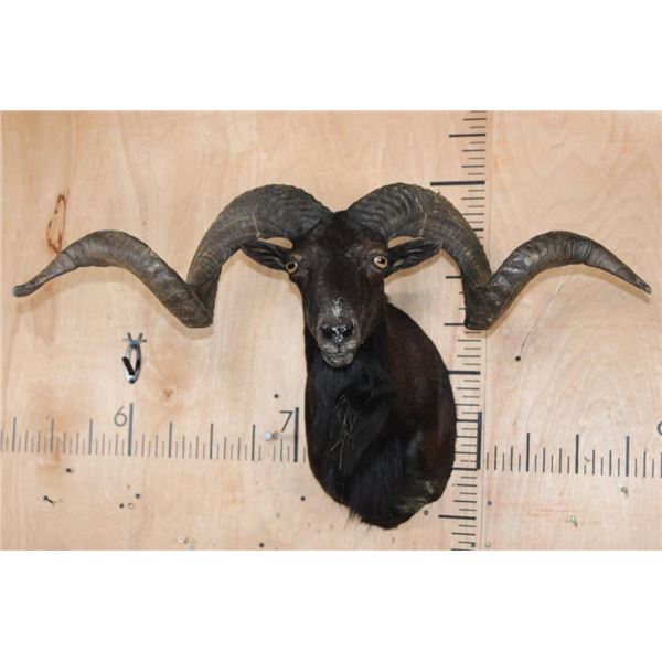 XXL BLACK HAWAIIAN RAM Shoulder Mount