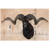 Image 1 : XXL BLACK HAWAIIAN RAM Shoulder Mount