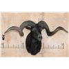 Image 2 : XXL BLACK HAWAIIAN RAM Shoulder Mount