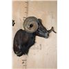 Image 3 : XXL BLACK HAWAIIAN RAM Shoulder Mount