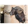 Image 4 : XXL BLACK HAWAIIAN RAM Shoulder Mount