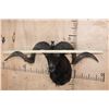 Image 5 : XXL BLACK HAWAIIAN RAM Shoulder Mount