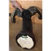 Image 6 : XXL BLACK HAWAIIAN RAM Shoulder Mount