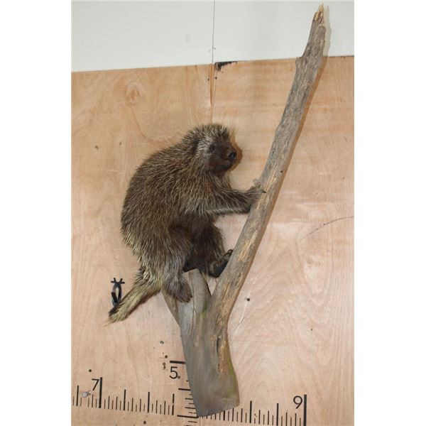 Life-sized NORTH AMERICAN PORCUPINE on a Tree Branch Wall Base