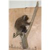 Image 1 : Life-sized NORTH AMERICAN PORCUPINE on a Tree Branch Wall Base