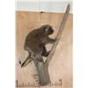 Image 2 : Life-sized NORTH AMERICAN PORCUPINE on a Tree Branch Wall Base