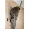 Image 3 : Life-sized NORTH AMERICAN PORCUPINE on a Tree Branch Wall Base