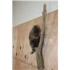 Image 4 : Life-sized NORTH AMERICAN PORCUPINE on a Tree Branch Wall Base