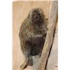 Image 5 : Life-sized NORTH AMERICAN PORCUPINE on a Tree Branch Wall Base