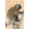 Image 6 : Life-sized NORTH AMERICAN PORCUPINE on a Tree Branch Wall Base