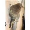 Image 7 : Life-sized NORTH AMERICAN PORCUPINE on a Tree Branch Wall Base