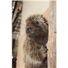 Image 8 : Life-sized NORTH AMERICAN PORCUPINE on a Tree Branch Wall Base