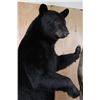 Image 10 : Massive Life-sized BLACK BEAR on Decorative Forest Base with Wheels
