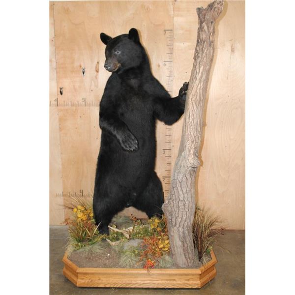 Massive Life-sized BLACK BEAR on Decorative Forest Base with Wheels